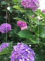 紫陽花にはたくさんの花言葉があるんだよ!!