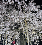 桜(✿´ ꒳ ` )