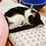 🦌 保護猫カフェ
