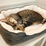 🦌 保護猫カフェ