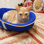 🦌 保護猫カフェ