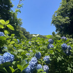 🦌 【鎌倉市】円覚寺 明月院