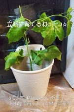 キリストの受難…