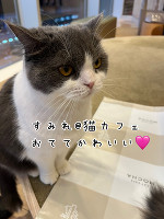 コーヒーと猫