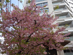 春が着た🌸