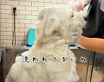 最近のこと
