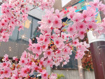 🌸ありがとうございます🌸