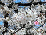 エジプトと桜とお知らせ